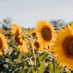 1722517338614_sunflowers-7353922_1280-1024x682.jpg